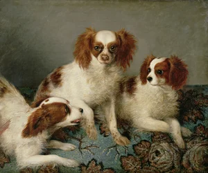 Drei Cavalier King Charles Spaniels auf einem Teppich